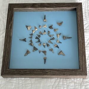 Framed Shark Tooth Display on Blue Background